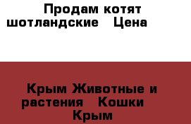 Продам котят шотландские › Цена ­ 4 000 - Крым Животные и растения » Кошки   . Крым